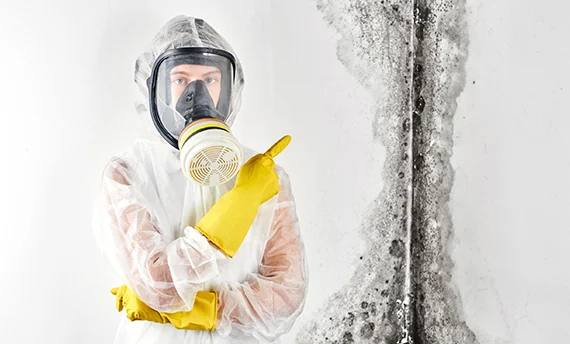 Effective Mold Removal Services