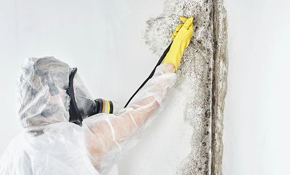 Mold Removal Experts in Maryland