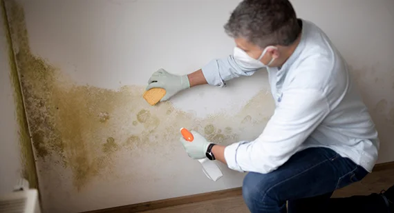 Natural Mold Removal Techniques
