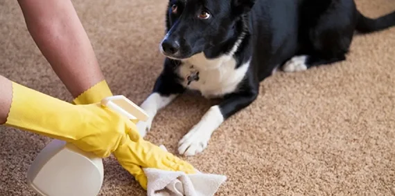 Pet Odor Removal Services Lewes
